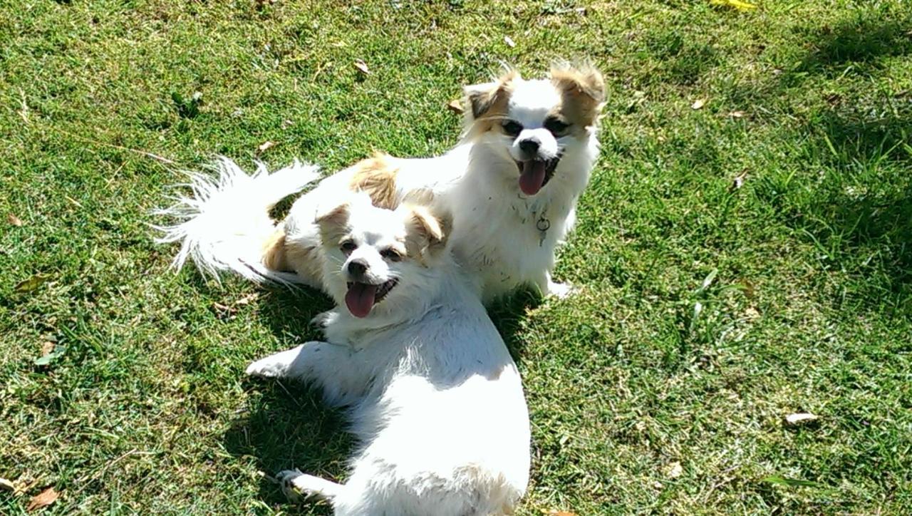 منزل الضيف كينغسكليف  في Tropical Coast Retreat - Pet Friendly - Adult Only المظهر الخارجي الصورة