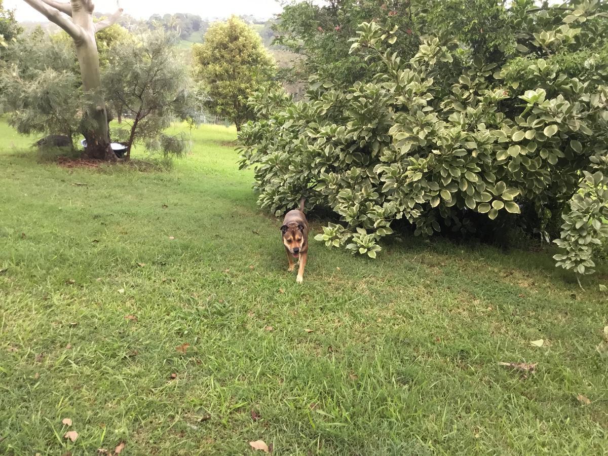 منزل الضيف كينغسكليف  في Tropical Coast Retreat - Pet Friendly - Adult Only المظهر الخارجي الصورة
